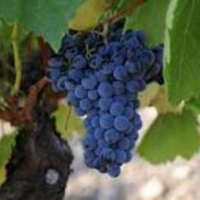 imagen de familia comida2